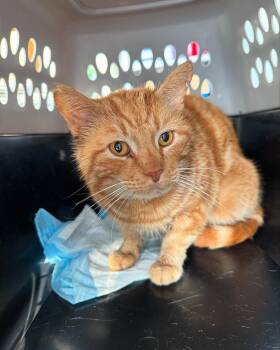 Rescue Domestic Short Hair Cats for Adoption in Redding, California - Mr. Cheese | PetCurious