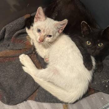 Archduke Leopold Wilhelm -  Domestic Short Hair and Siamese Cat for Adoption in Long Beach, California - Archduke Leopold Wilhelm | PetCurious