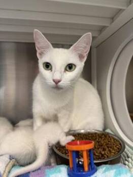 Angel -  Domestic Short Hair Cat for Adoption in Roseville, California - Angel | PetCurious