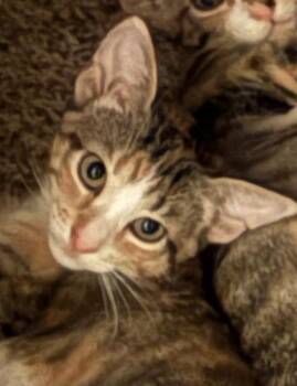 Lady Elaine -  Domestic Short Hair and Calico Cat for Adoption in Dallas, Texas - Lady Elaine | PetCurious