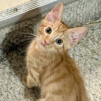 Rescue Tabby and Domestic Short Hair Cats for Adoption in Knoxville, Tennessee - Colby | PetCurious