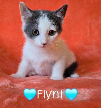 Rescue Domestic Short Hair Cats for Adoption in Copley, Ohio - Flynt | PetCurious