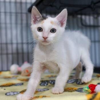 Bubbles -  Domestic Short Hair Cat for Adoption in Bradenton, Florida - Bubbles | PetCurious