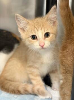 Chicken -  Domestic Short Hair Cat for Adoption in Menomonie, Wisconsin - Chicken | PetCurious