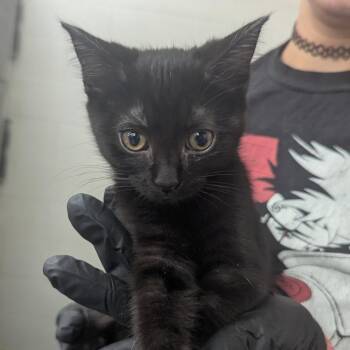 KiKi -  Domestic Short Hair Cat for Adoption in Evansville, Indiana - KiKi | PetCurious