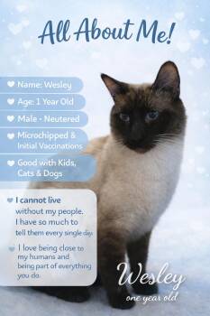 Siamese Cats Available for Adoption - Wesley | PetCurious