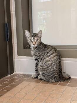 Jessie -  Domestic Short Hair Cat for Adoption in Truckee, California - Jessie | PetCurious