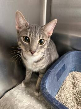 Nickless -  Domestic Short Hair Cat for Adoption in Thousand Oaks, California - Nickless | PetCurious