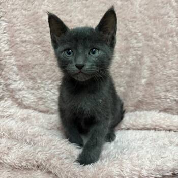 Mango -  Domestic Short Hair Cat for Adoption in Fort Collins, Colorado - Mango | PetCurious