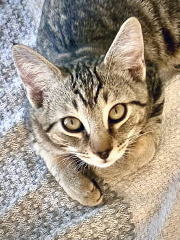 Rescue Tabby Cats for Adoption in Alameda, California - Zeus | PetCurious