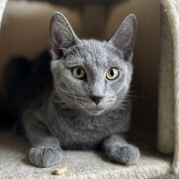 Percy -  Domestic Short Hair Cat for Adoption in Guelph, Ontario - Percy | PetCurious