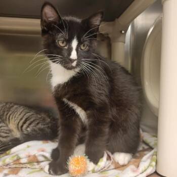 Midway 6/15 4 "SPF 100" -  Domestic Short Hair Cat for Adoption in Columbia, Missouri - Midway 6/15 4 "SPF 100" | PetCurious