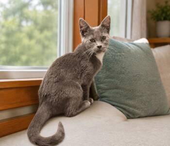 Sloan -  Domestic Short Hair Cat for Adoption in Marion, Indiana - Sloan | PetCurious