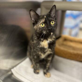 Isadora -  Domestic Short Hair Cat for Adoption in Norwalk, Connecticut - Isadora | PetCurious