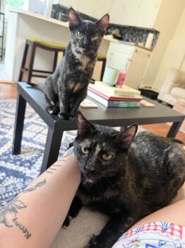 Rescue Tortoiseshell Cats for Adoption in Kennebunk, Maine - Crabtree & Evelyn | PetCurious