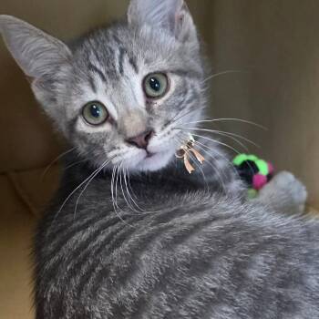 Seven -  Domestic Short Hair Cat for Adoption in Wiggins, Mississippi - Seven | PetCurious