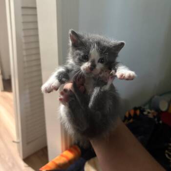 Cloud -  Domestic Short Hair Cat for Adoption in Clarksville, Tennessee - Cloud | PetCurious