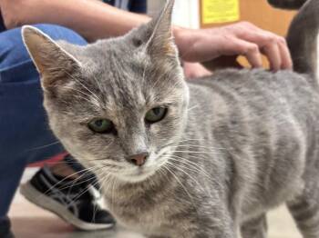 Pacifica -  Tabby Cat for Adoption in Powell, Ohio - Pacifica | PetCurious
