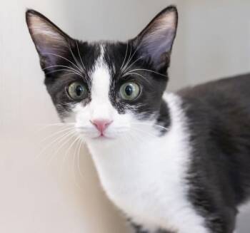 Genevieve -  Domestic Short Hair Cat for Adoption in Golden, Colorado - Genevieve | PetCurious
