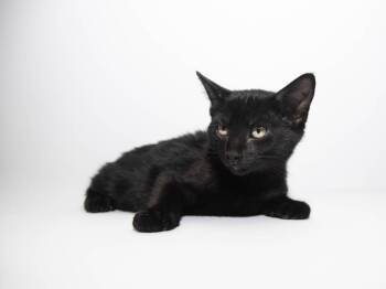 Algeria -  Domestic Short Hair Cat for Adoption in Lansing, Kansas - Algeria | PetCurious