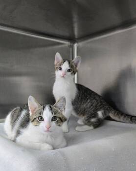 Buff and Jodie BONDED SIBLINGS -  Domestic Short Hair Cat for Adoption in Mount Vernon, Ohio - Buff And Jodie BONDED SIBLINGS | PetCurious