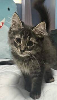 Luna -  Domestic Medium Hair Cat for Adoption in Glocester, Rhode Island - Luna | PetCurious