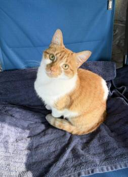 Tabby and Domestic Short Hair Cats Available for Adoption in Chattanooga, Tennessee - Olivia & Faz (bonded Pair) | PetCurious