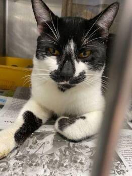Domestic Short Hair Cats Available for Adoption in Daytona Beach, Florida - Popeye | PetCurious