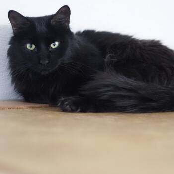 Domestic Short Hair Cats Available for Adoption in Falls Church, Virginia - Shielo | PetCurious