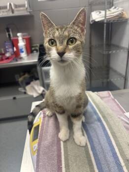 VIOLET -  Domestic Short Hair Cat for Adoption in Indianapolis, Indiana - VIOLET | PetCurious