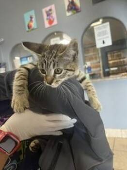 SNICKERS -  Domestic Short Hair Cat for Adoption in Stockton, California - SNICKERS | PetCurious