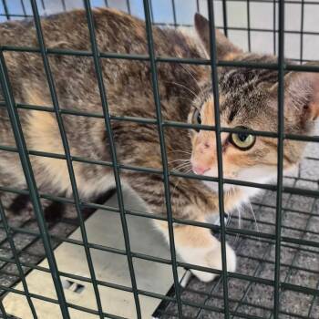 Calico -  Domestic Short Hair Cat for Adoption in Montgomery, Alabama - Calico | PetCurious