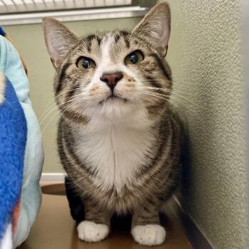Domestic Short Hair Cats Available for Adoption in Riverwoods, Illinois - Potatoes | PetCurious