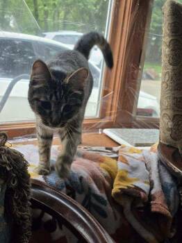 Nilla -  Domestic Short Hair Cat for Adoption in Lorain, Ohio - Nilla | PetCurious