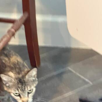 Rose -  Domestic Short Hair Cat Available for Adoption in NEW PT RICHEY, Florida - Rose | PetCurious