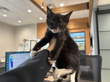 RICO -  Domestic Short Hair Cat for Adoption in Rowlett, Texas - RICO | PetCurious