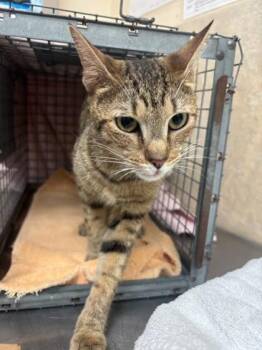 tinkerbell -  Domestic Short Hair Cat for Adoption in Honolulu, Hawaii - Tinkerbell | PetCurious