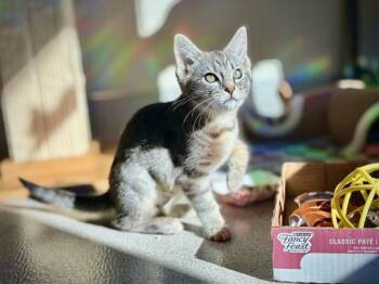 Eunice -  Domestic Short Hair Cat for Adoption in Portland, Oregon - Eunice | PetCurious