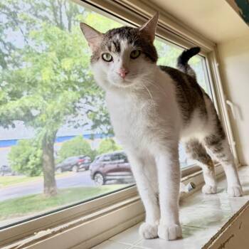 Domestic Short Hair Cats Available for Adoption in Naperville, Illinois - Spike | PetCurious