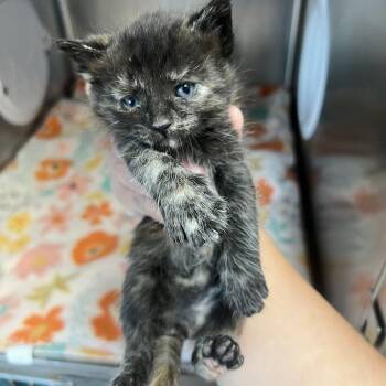 Domestic Short Hair Cats Available for Adoption in Redwood City, California - Bashful | PetCurious