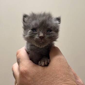 Strudel (Half Dozen) -  Domestic Long Hair Cat for Adoption in Charlotte, North Carolina - Strudel (Half Dozen) | PetCurious