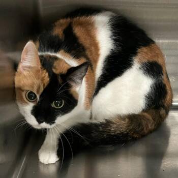 Domestic Short Hair Cats Available for Adoption - Udon | PetCurious