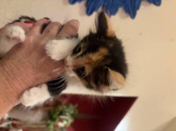 Sunflower -  Domestic Medium Hair Cat for Adoption in Oceanside, California - Sunflower | PetCurious