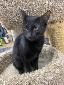 Rachel -  Domestic Short Hair Cat for Adoption in Corpus Christi, Texas - Rachel | PetCurious