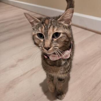 Nebula -  Domestic Short Hair Cat Available for Adoption in Rossville, Georgia - Nebula | PetCurious