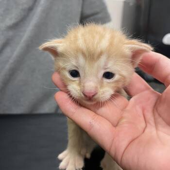 Zach -  Domestic Short Hair Cat for Adoption in Chicago, Illinois - Zach | PetCurious