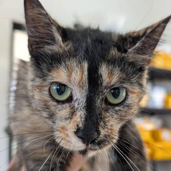 Coral/ Orlando -  Domestic Short Hair Cat for Adoption in Chapel Hill, North Carolina - Coral/ Orlando | PetCurious