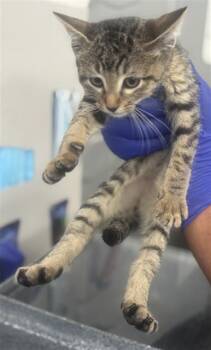 Domestic Short Hair Cats Available for Adoption - PENNY | PetCurious