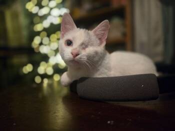 Rescue Domestic Short Hair Cats for Adoption in Adrian, Michigan - Dolly | PetCurious