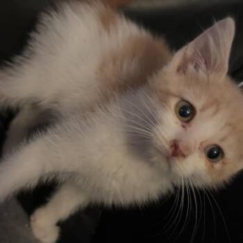 Jasmine -  Domestic Short Hair Cat for Adoption in Edwards, Illinois - Jasmine | PetCurious